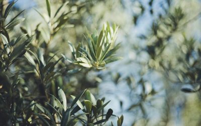 Najbolje gnojivo za masline: Vodič za pravilnu gnojidbu